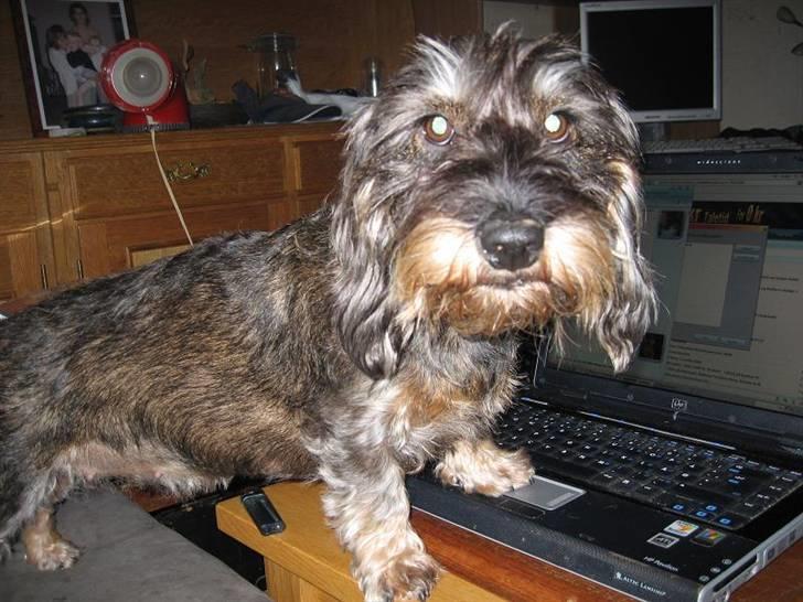 Gravhund Smilla - Når mor ik har andet valg end at nusse mig...*NYT* 2008 billede 19