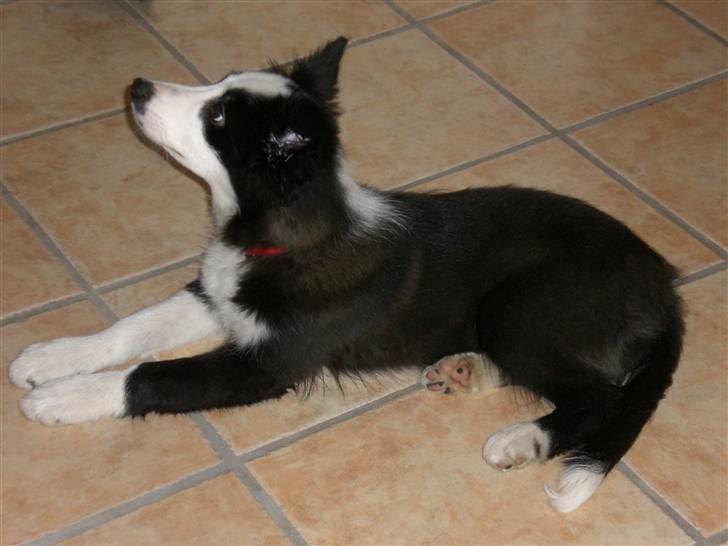 Border collie Freja - 6/1 2006 billede 19