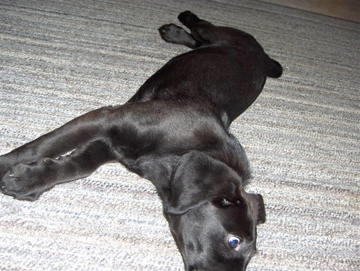 Blanding af racer chilli billede 16