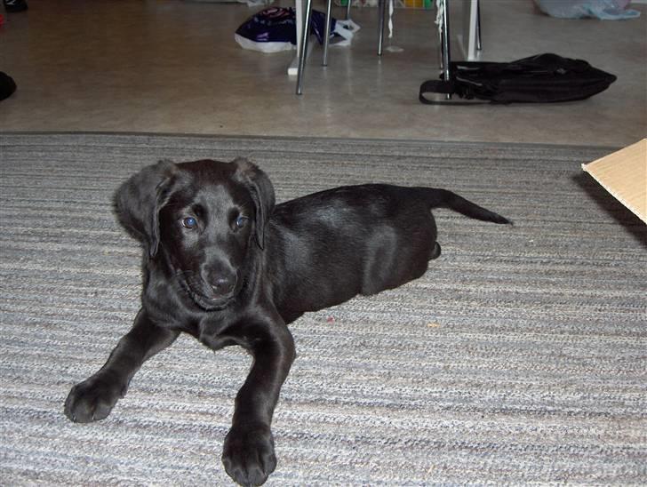 Blanding af racer chilli billede 17