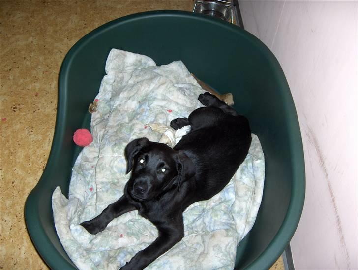 Blanding af racer chilli billede 18