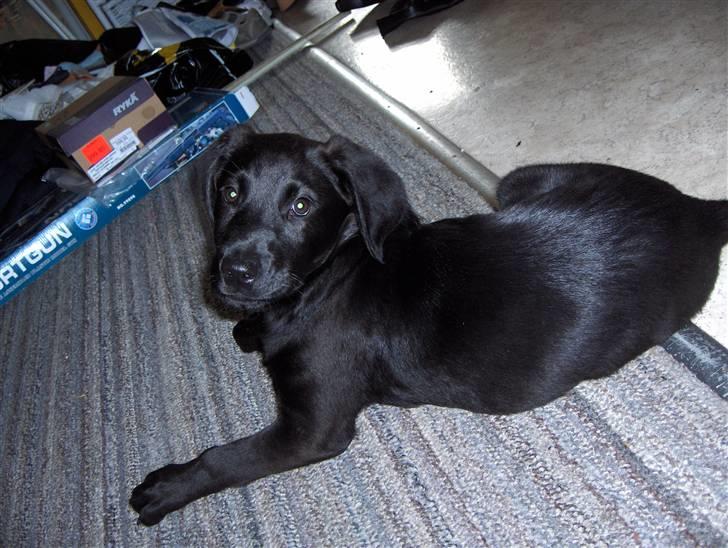 Blanding af racer chilli billede 19