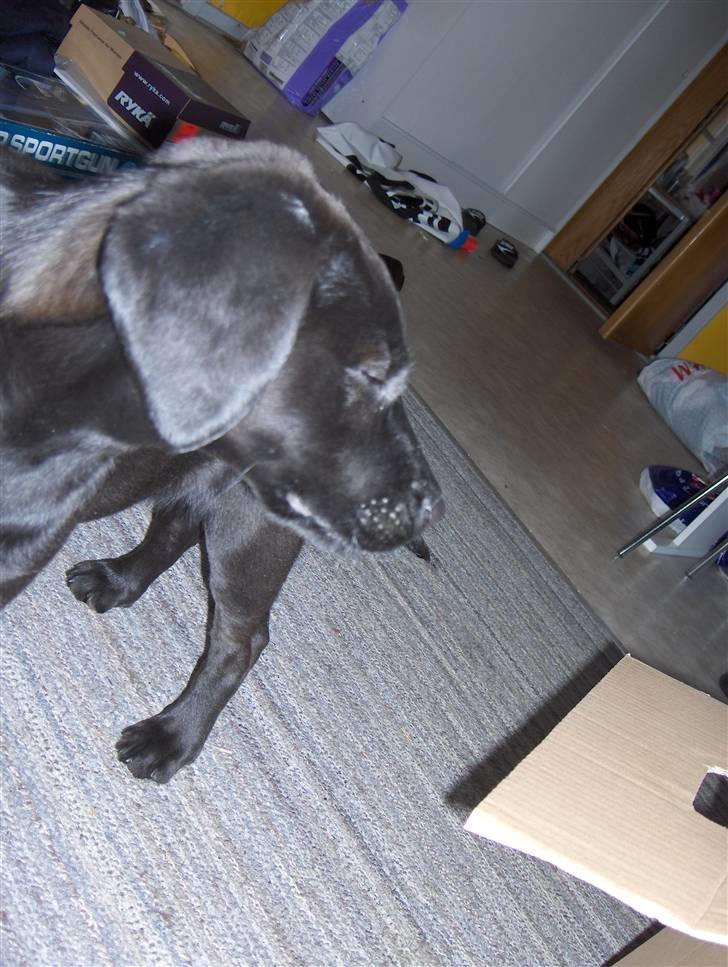 Blanding af racer chilli billede 20