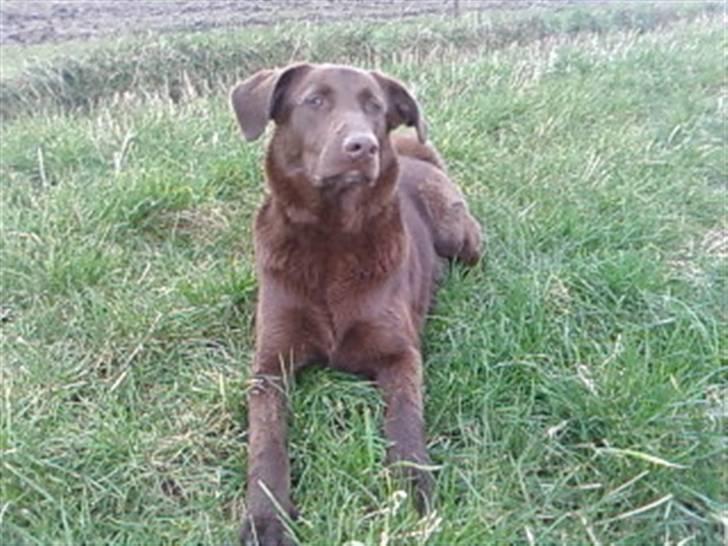 Blanding af racer Viktor <3 (R.I.P) billede 17