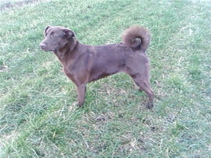 Blanding af racer Viktor <3 (R.I.P) billede 18