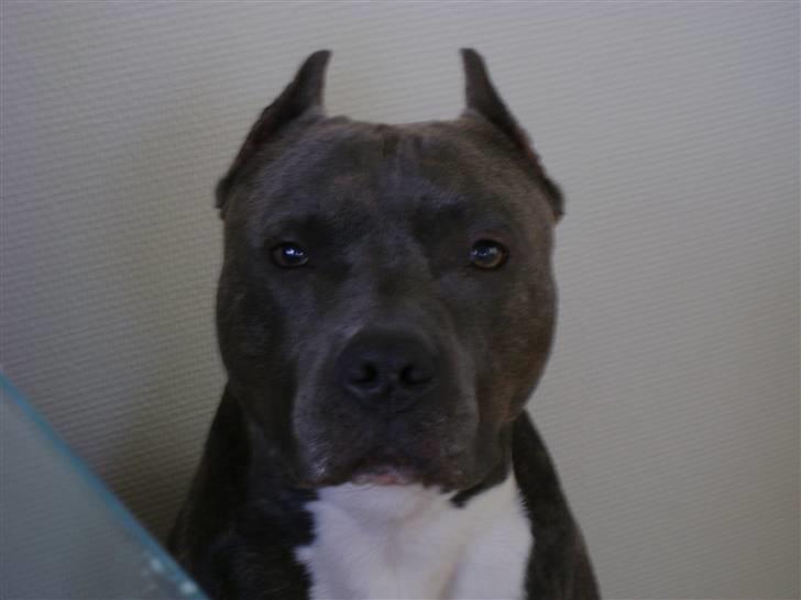 Amerikansk staffordshire terrier Idahno (Dahno) - 2år 11mdr billede 5