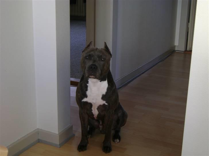 Amerikansk staffordshire terrier Idahno (Dahno) - 2år 11mdr billede 6