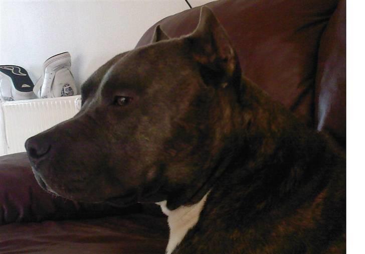 Amerikansk staffordshire terrier Idahno (Dahno) billede 7