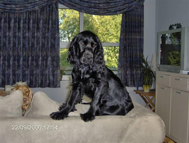 Cocker spaniel Blackie - Blackie startede med som meget lille hvalp at sidde mellem hynderne i denne sofa. Det er ikke rigtig gået op for hende at hun altså ikke er så lille mere... billede 1