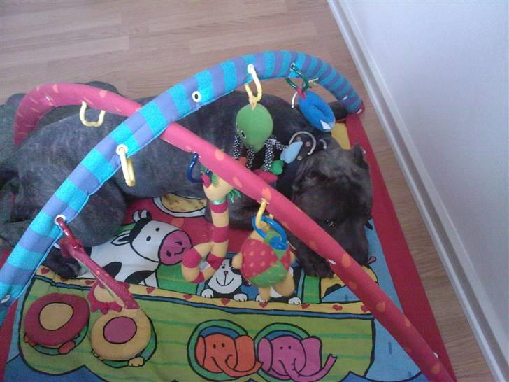 Amerikansk staffordshire terrier Idahno (Dahno) - hvorfor ligge på hundetæppet:) billede 8