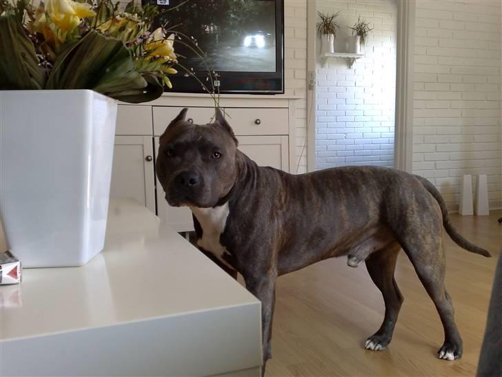 Amerikansk staffordshire terrier Idahno (Dahno) billede 9