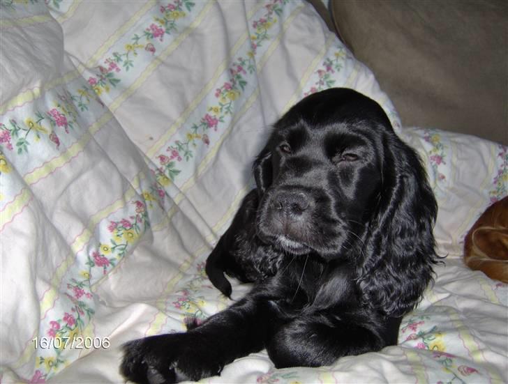 Cocker spaniel Blackie - Blackie som hvalp. hun er lidt nedtrykt da hun eftersigned skulle have snappet ud efter en hveps. Hun var ihvertfald hævet i den ene side af mulen billede 2