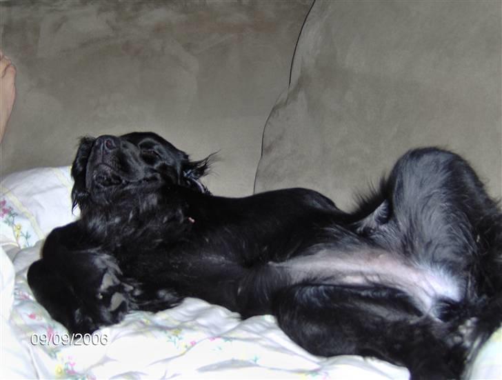 Cocker spaniel Blackie - Blackie nyder livet.. billede 3