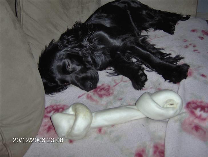 Cocker spaniel Blackie - juleaften billede 5