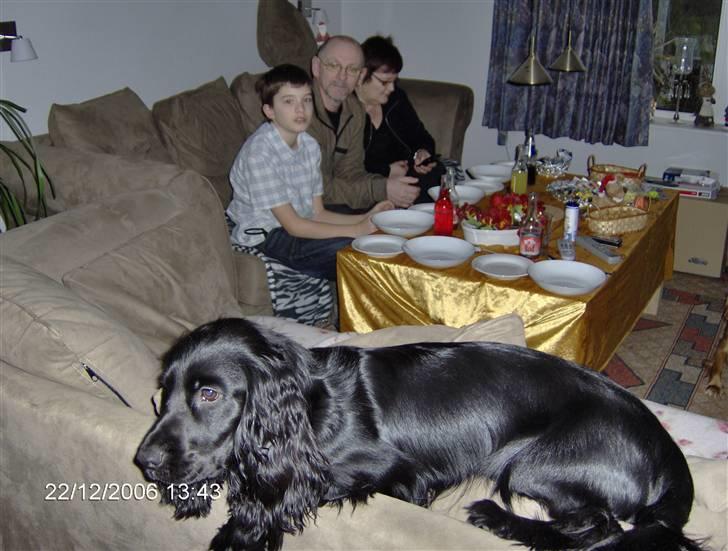 Cocker spaniel Blackie billede 6