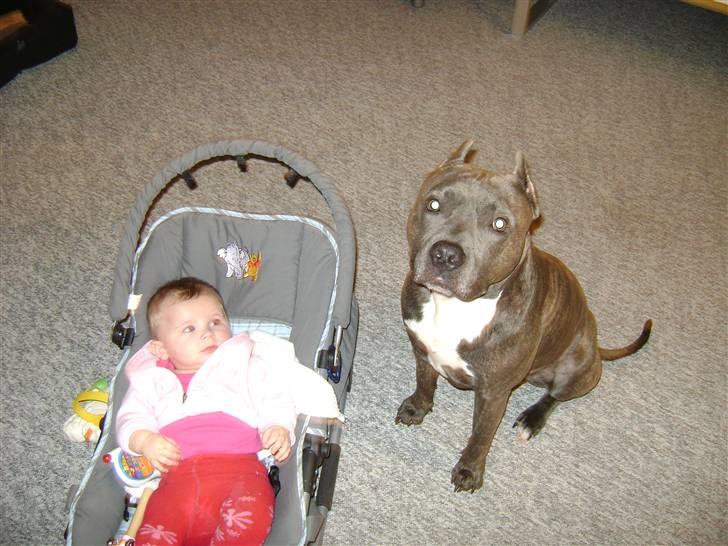 Amerikansk staffordshire terrier Idahno (Dahno) billede 10