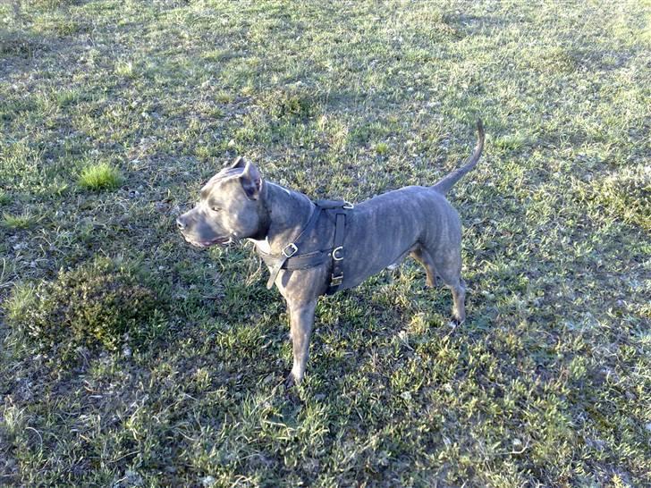 Amerikansk staffordshire terrier Idahno (Dahno) - 2år 3mdr billede 11