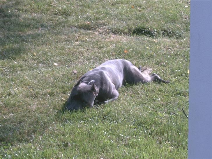 Amerikansk staffordshire terrier Idahno (Dahno) billede 12