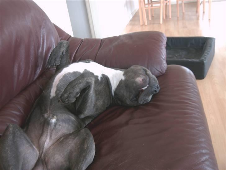 Amerikansk staffordshire terrier Idahno (Dahno) billede 13