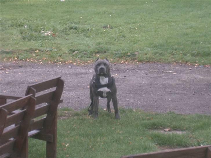 Amerikansk staffordshire terrier Idahno (Dahno) billede 14