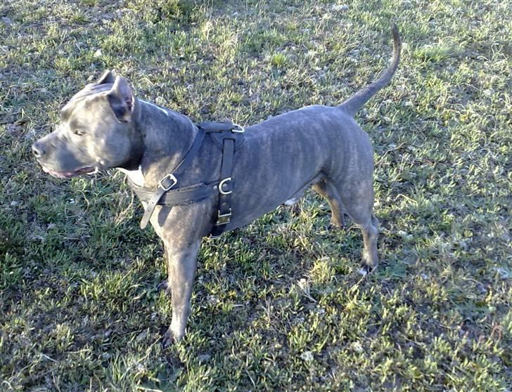 Amerikansk staffordshire terrier Idahno (Dahno) - 2år 3mdr billede 15