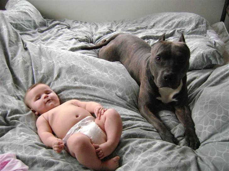 Amerikansk staffordshire terrier Idahno (Dahno) - 2år 3mdr billede 16