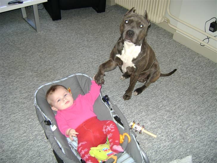 Amerikansk staffordshire terrier Idahno (Dahno) billede 17