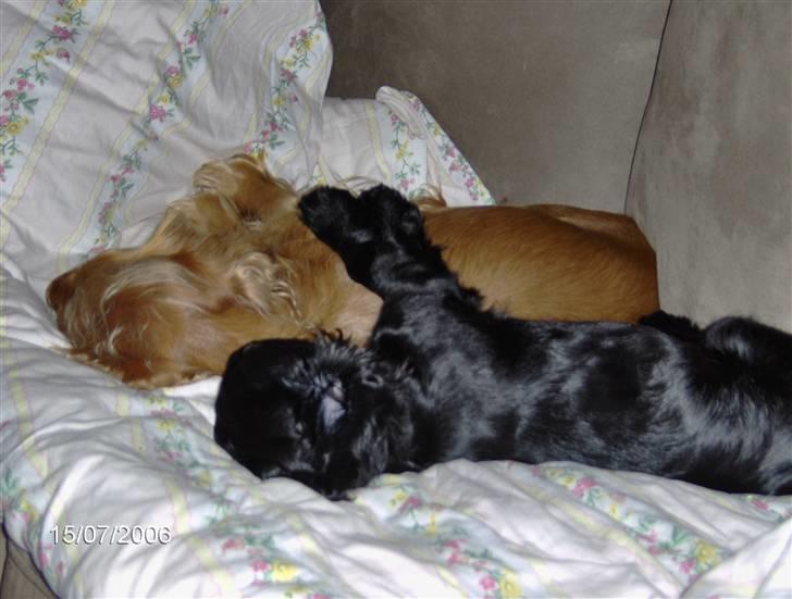 Cocker spaniel Tiggy - Tiggy og Blackie sover billede 3