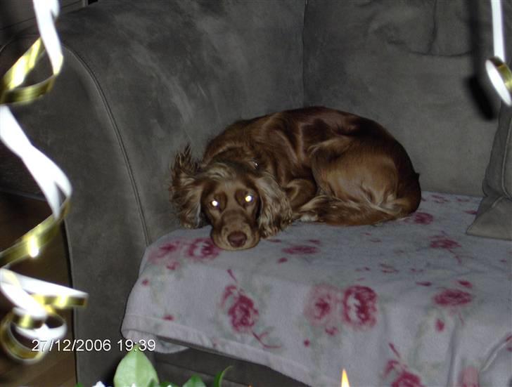 Cocker spaniel Tiggy billede 4