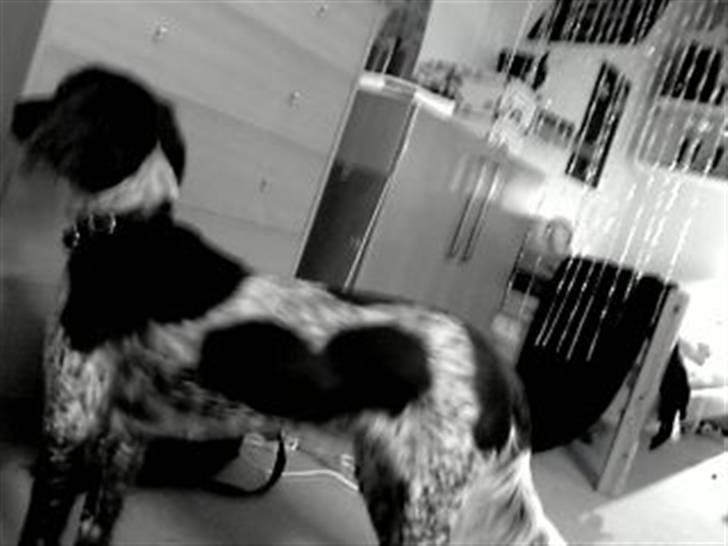 Kleiner münsterländer Sille - I kan se ´noget´ af hjertet på siden! billede 7