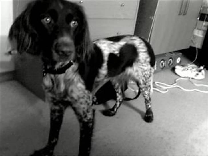 Kleiner münsterländer Sille billede 8