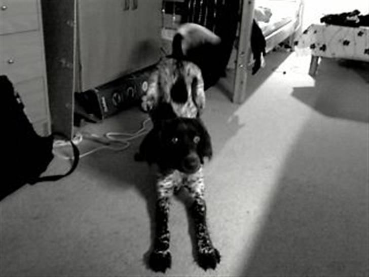 Kleiner münsterländer Sille - Uhh det er godt at strække sig..! billede 9