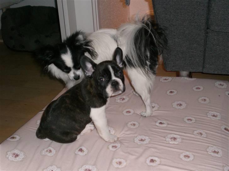 Fransk bulldog Knud - Knud hjemme første dag, mødes med sin nye bror Egon. billede 1