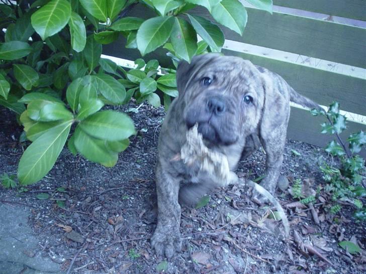 Bullmastiff NEWTON - D 08 Marts billede 5