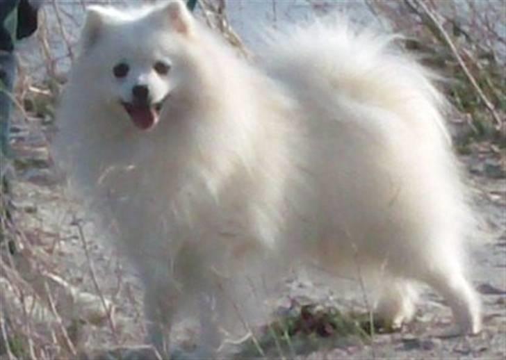 Japansk spids Nuggie. - Hallo se lige mig er jeg ikke lækker???? billede 1