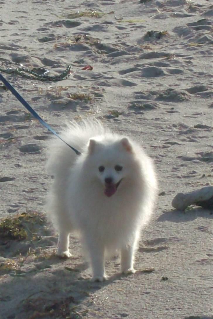 Japansk spids Nuggie. - Hvad sker der her, noget spændende????? billede 2