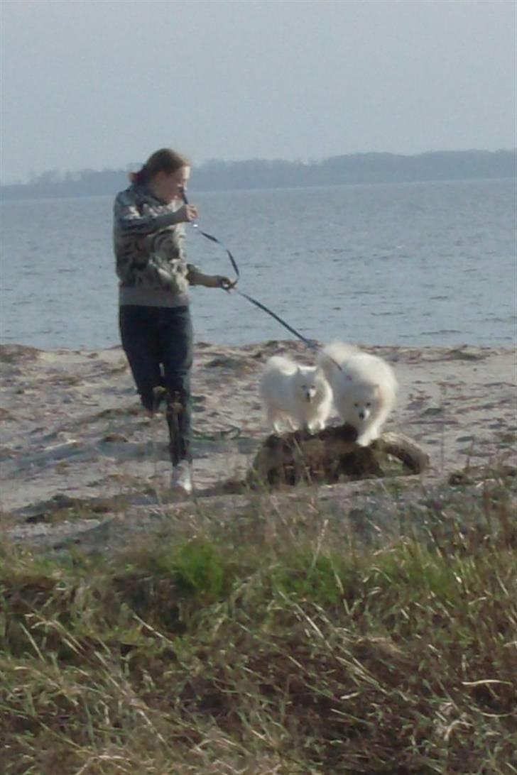 Japansk spids Nuggie. - Her springer jeg, med min Uki lige i hælene.... billede 3