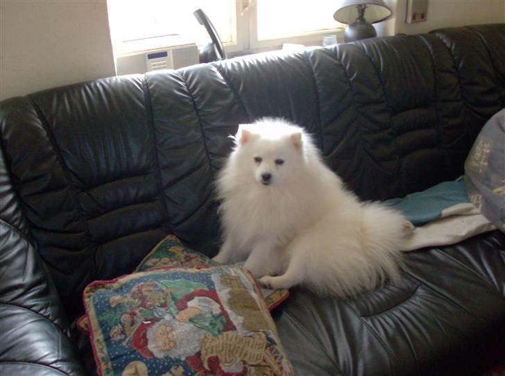 Japansk spids Nuggie. - Ååååååååhhhhhhhhhhhhh hvor er jeg træt.... billede 4