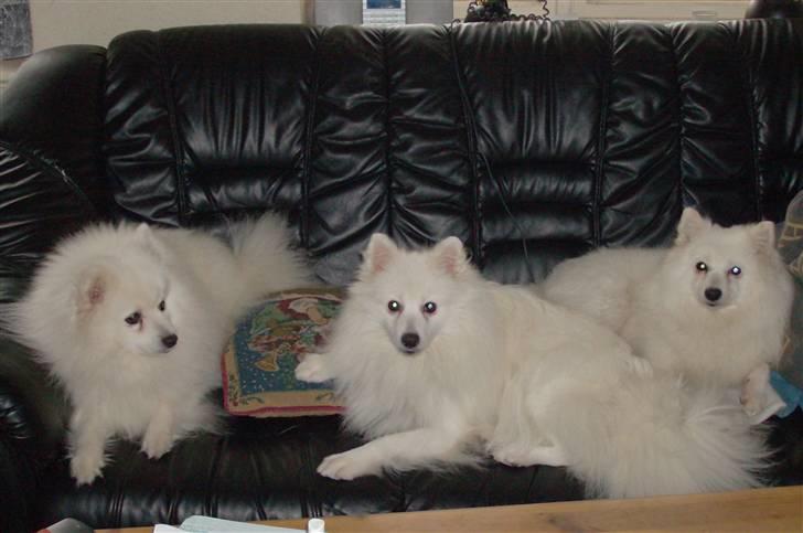 Japansk spids Nuggie. - Her er jeg sammen med Mei-ling og Uki... billede 5