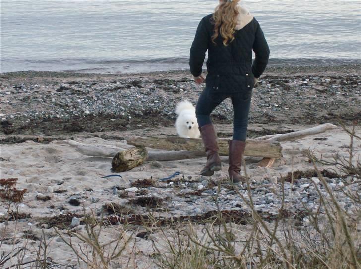 Japansk spids Nuggie. - Pas på for nu kommer jeg, i fuld fart. billede 6