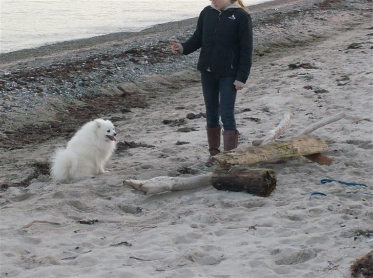 Japansk spids Nuggie. - Nuggie klar til spring. billede 7