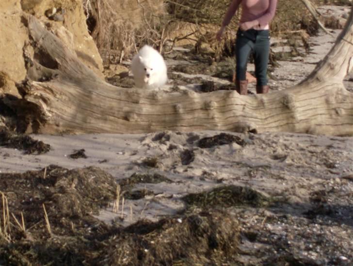 Japansk spids Nuggie. - Nuggie springer over 30 cm. bred træstamme der er 40 cm. høj. billede 8