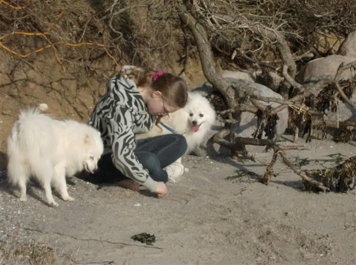 Japansk spids Nuggie. - Her er jeg på stranden med Uki.... billede 9