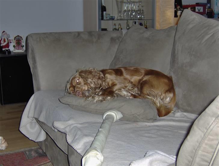 Cocker spaniel Tiggy billede 10