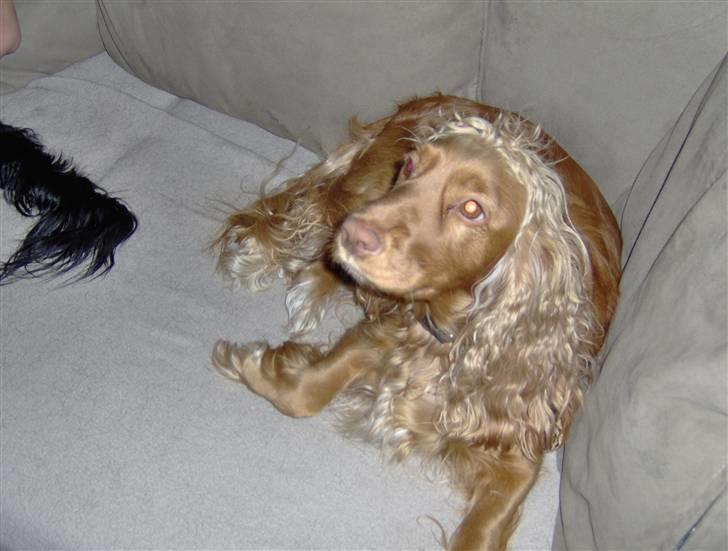 Cocker spaniel Tiggy billede 11