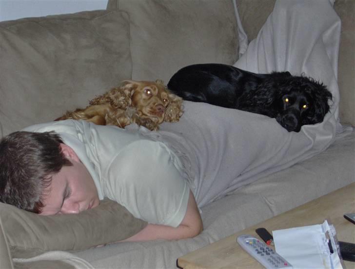 Cocker spaniel Blackie - her nydes det fuldt ud.. billede 7