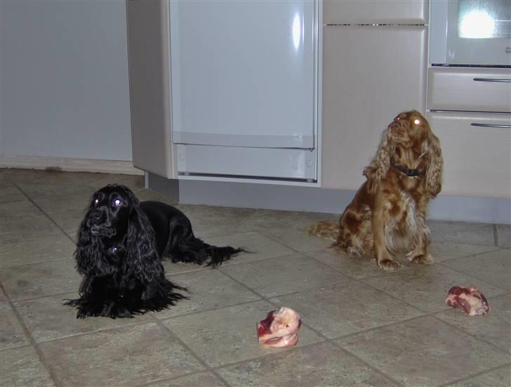 Cocker spaniel Blackie - Blackie og Tiggy laver en sit komando kombineret med at de ikke må tag gufferne før vi siger værsgo. Blackie blev bare træt af at sidde og vente, så hun lagde sig ned :D billede 8