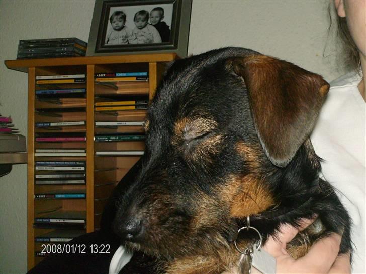 Blanding af racer King - Sove.. sove.. elsker at sove, kan falde i søvn hvorsom helst, nårsom helst.. billede 6