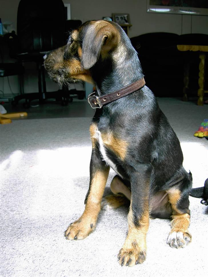 Blanding af racer King - 12 uger gammel.. billede 7