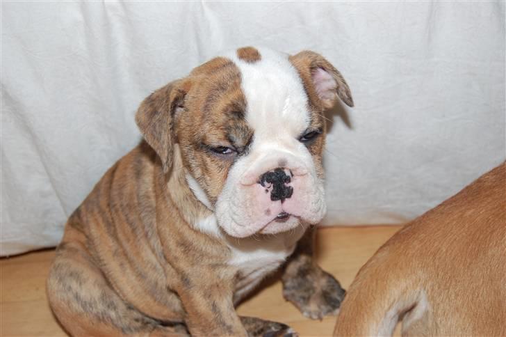 Engelsk bulldog Carla billede 1